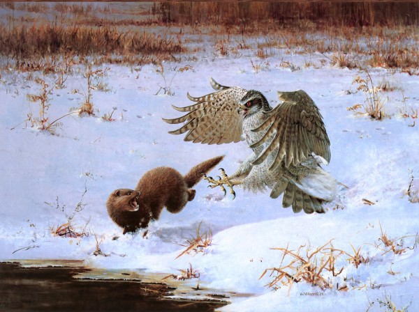 Owen Gromme, "Goshawk attacking Mink"