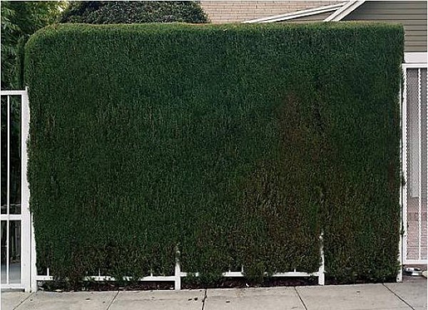 Miles Coolidge, "Hedge," 2009, Pigment inkjet print, 45 x 60 inches