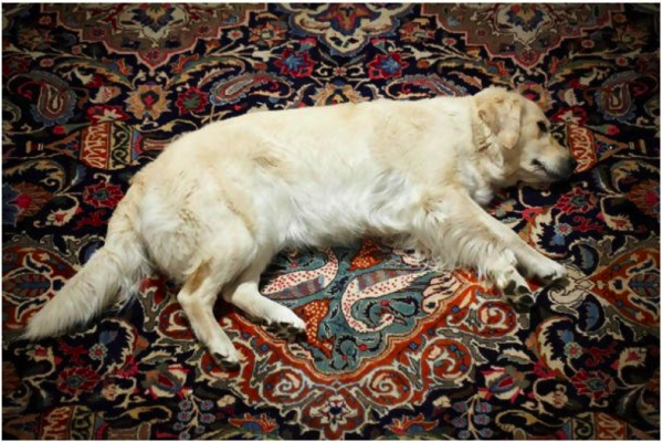 Nina Beier, Tragedy, 2012. Image courtesy of Laura Bartlett.