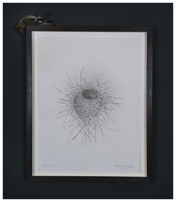 Polly Morgan, Waxwing, 2012, taxidermy, cremated bird remains, 62 x 50 cm. Courtesy All Visual Arts.