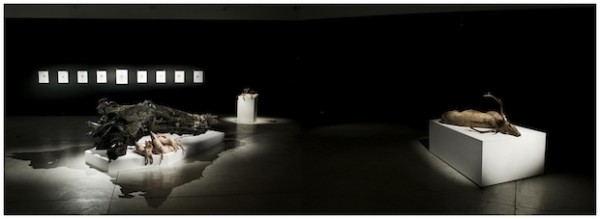 Polly Morgan, Endless Plains, installation view, 2012. Courtesy All Visual Arts. Photography by Tessa Angus.
