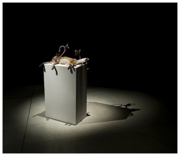 Polly Morgan, Endless Plains, installation view, 2012. Courtesy All Visual Arts. Photography by Tessa Angus.