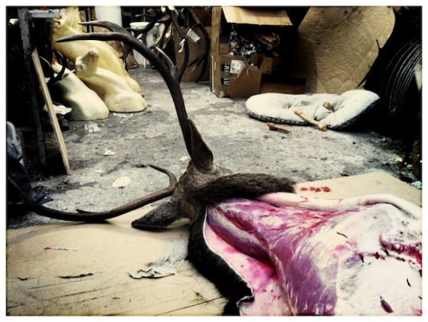 Polly Morgan, production still, 2012. Courtesy of All Visual Arts.