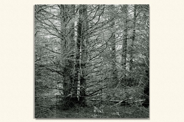 "Wildness," oil on canvas, 60"x60", 2009