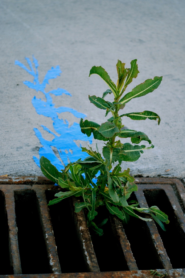 Joe Penrod. Tacoma Weed, 2010; painters tape; dimensions variable. Courtesy of the artist.