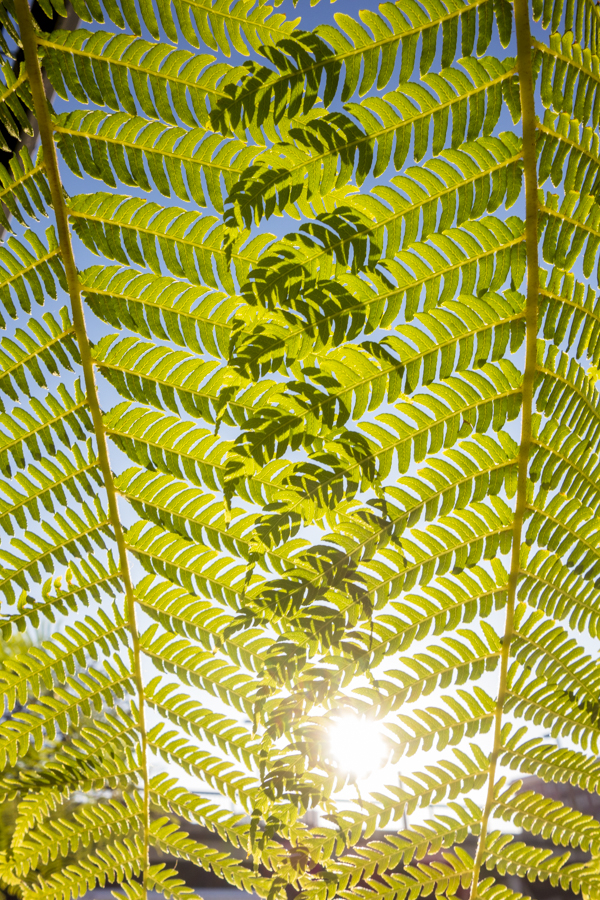 Nando Alvarez-Perez. Untitled 11 (Surface Tension Birch Effect), 2012-2014; archival pigment print; 13 x 19 inches. Courtesy of the artist.