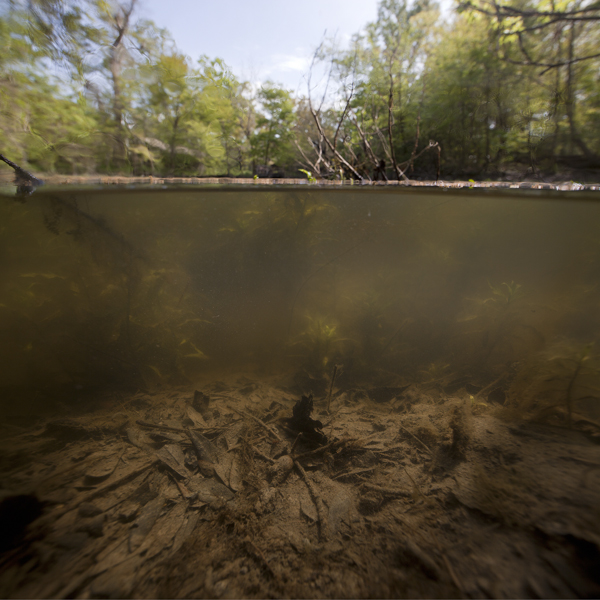 Isabelle Hayeur. Etang 04, 2013; Archival pigment print; 36 x 36 in. Image courtesy of the Artist.